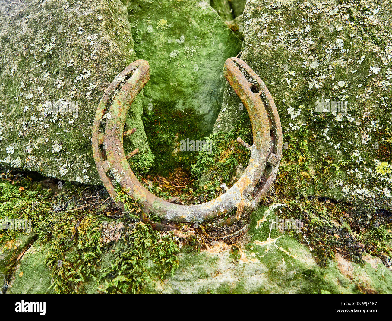 Ein altes rostiges Hufeisen mit Nägeln durch es auf einem Bemoosten Trockenmauern Wand in Flechten bedeckt gefunden Stockfoto