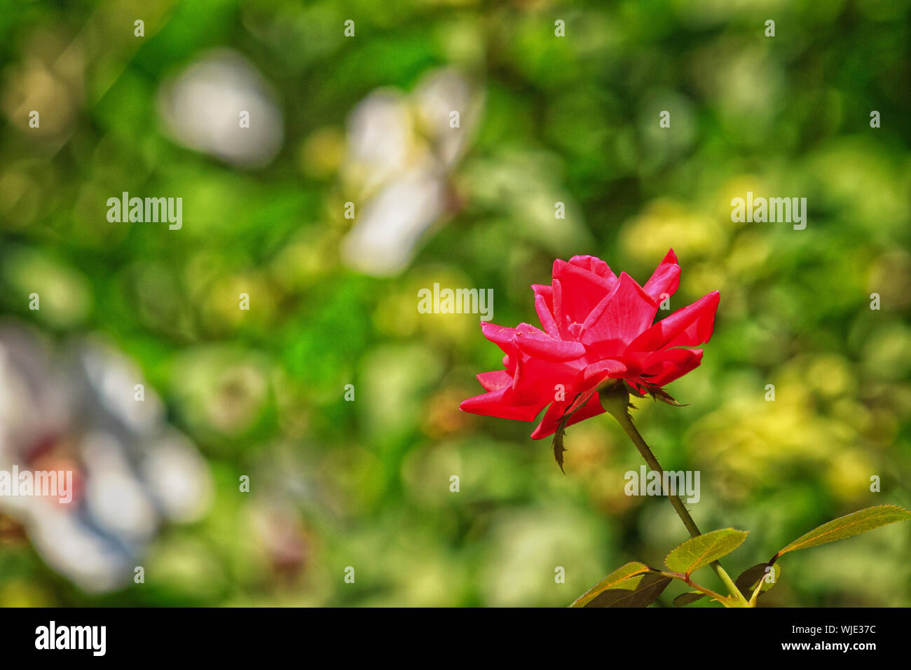 Rote Rose in voller Blüte. Stockfoto
