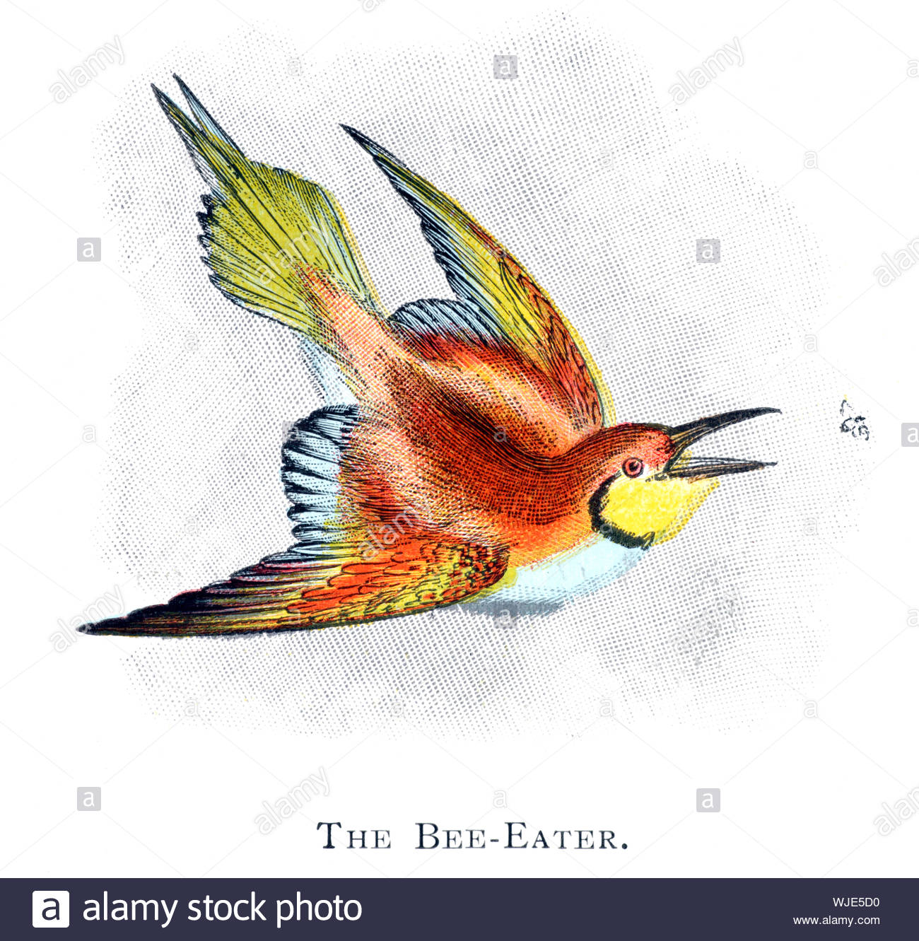 Bienenfresser (Merops apiaster), vintage Abbildung im Jahr 1898 veröffentlicht. Stockfoto