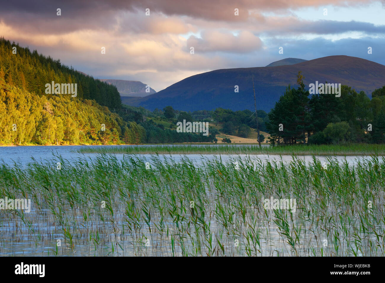 Schilf aus einem See mit den Cairngorm Mountains im Hintergrund, Schottland, Vereinigtes Königreich. Stockfoto