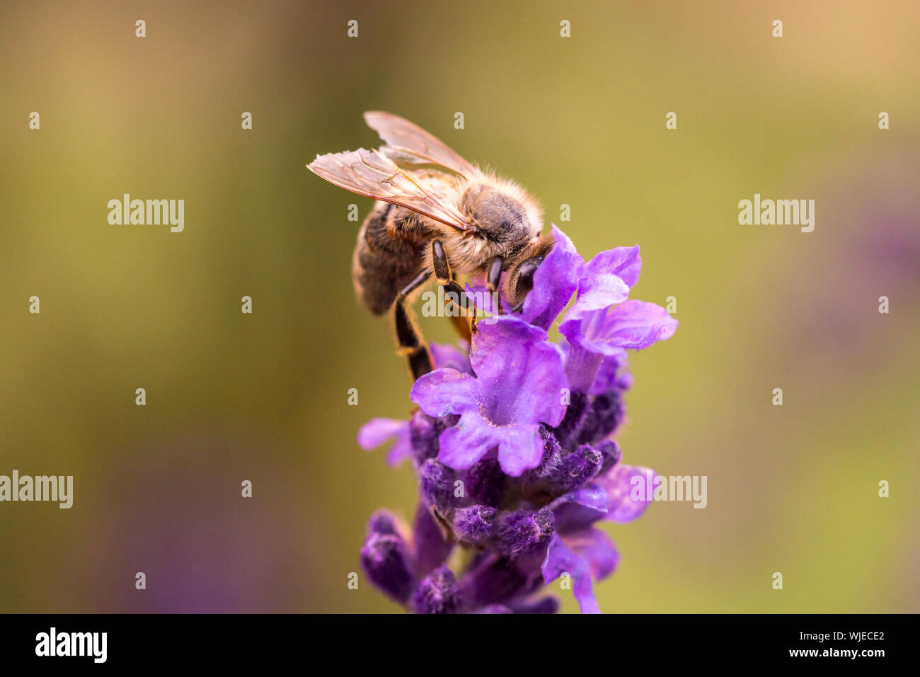 Bienenbestäubung auf einem Lavendel Blume. Makro Foto. Close Up. Stockfoto