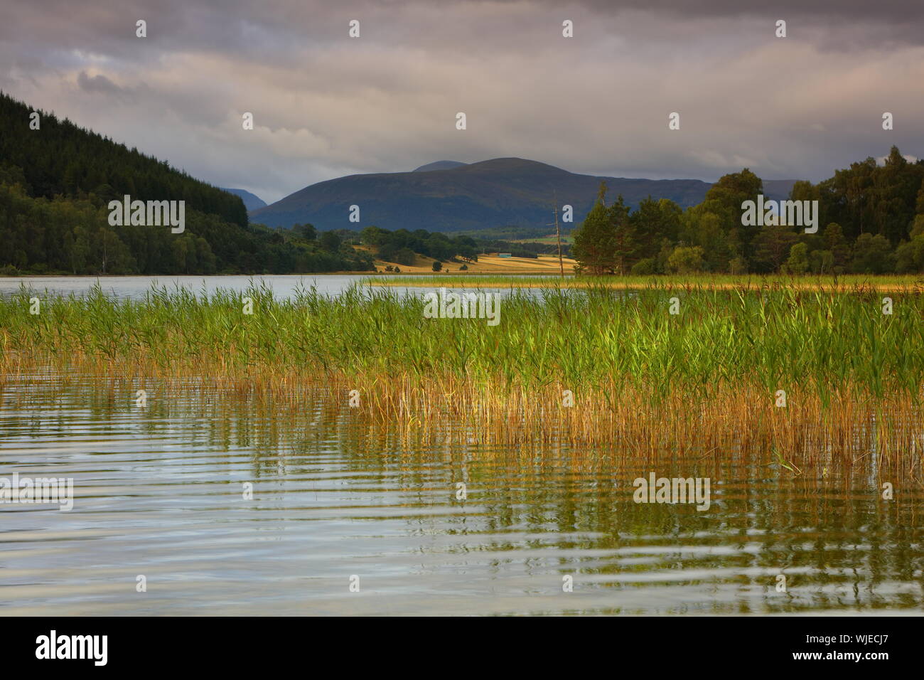 Schilf aus einem See mit den Cairngorm Mountains im Hintergrund, Schottland, Vereinigtes Königreich. Stockfoto