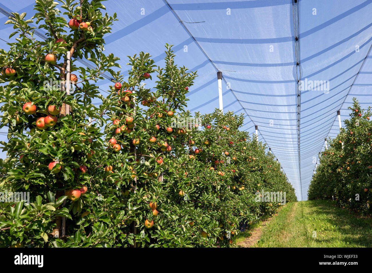 Stolpen, Deutschland. 23 Aug, 2019. Reife äpfel hängen an den Bäumen auf der Apple Orchard der Menzel Obstgarten. Credit: Daniel Schäfer/dpa-Zentralbild/ZB/dpa/Alamy leben Nachrichten Stockfoto