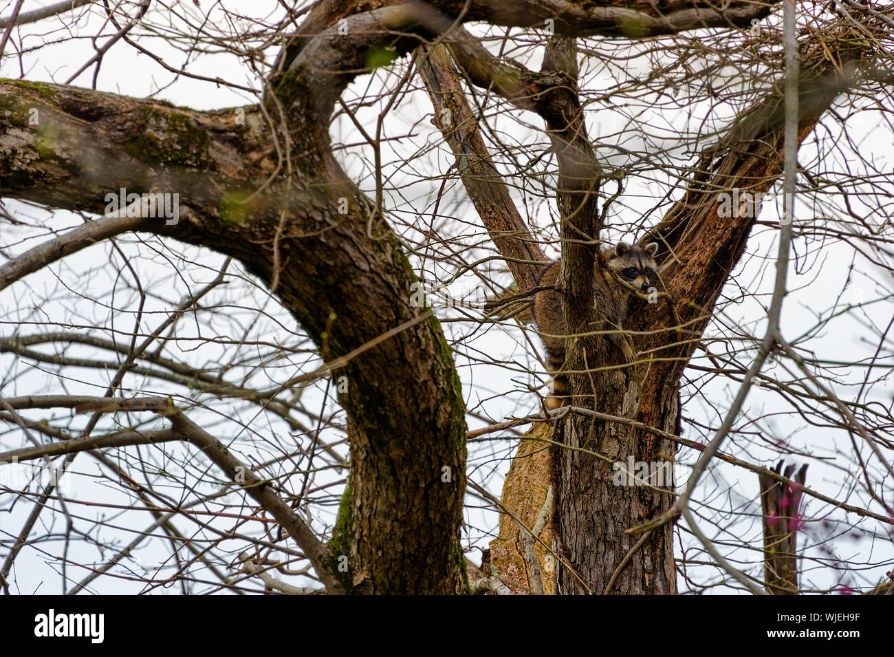 Ein Waschbär ist sichtbar von einem hohen Baum im Frühjahr, bevor die Blätter beginnen zu sprießen. Stockfoto