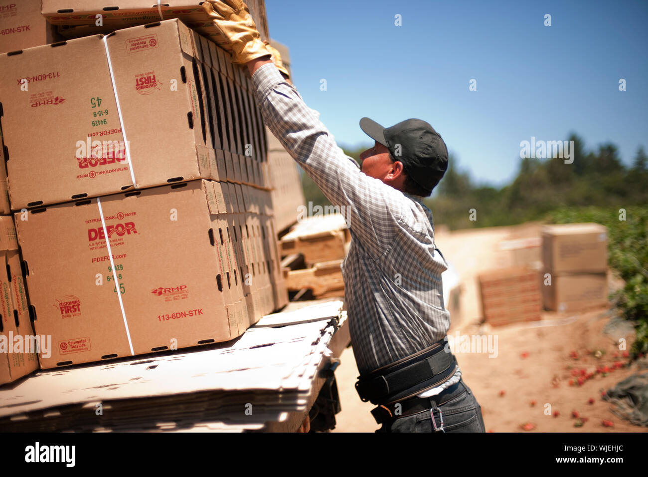 Mann in einem Baseball Cap anheben Kartons auf einen Lkw Stockfoto
