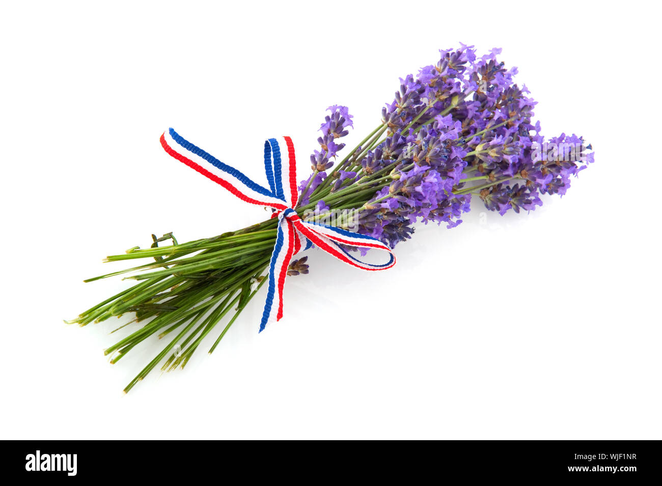 Lavendel aus der Provence, auf einem weißen Hintergrund isoliert Stockfoto