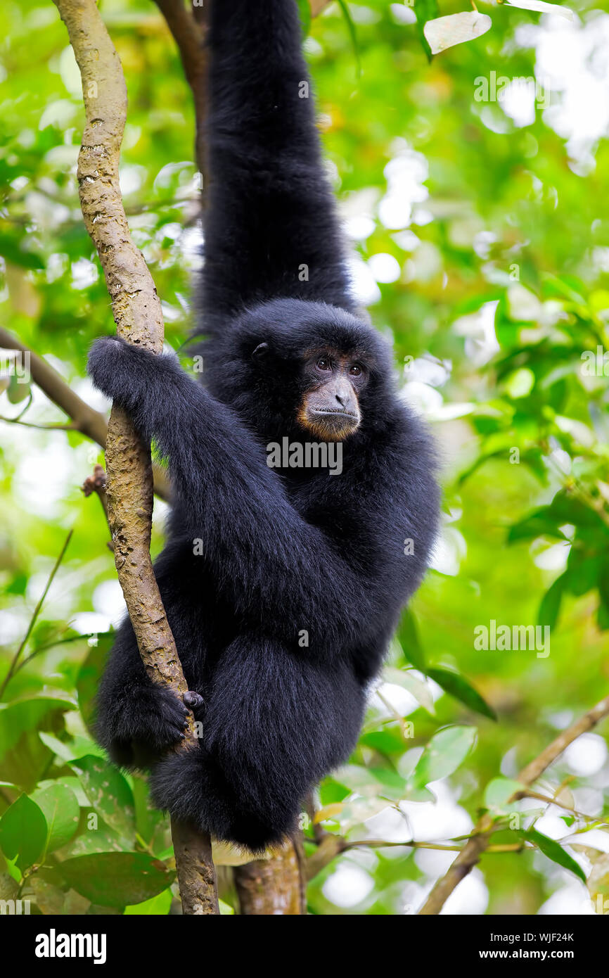 Siamang Gibbon in den Bäumen hängen in Malaysia Stockfoto