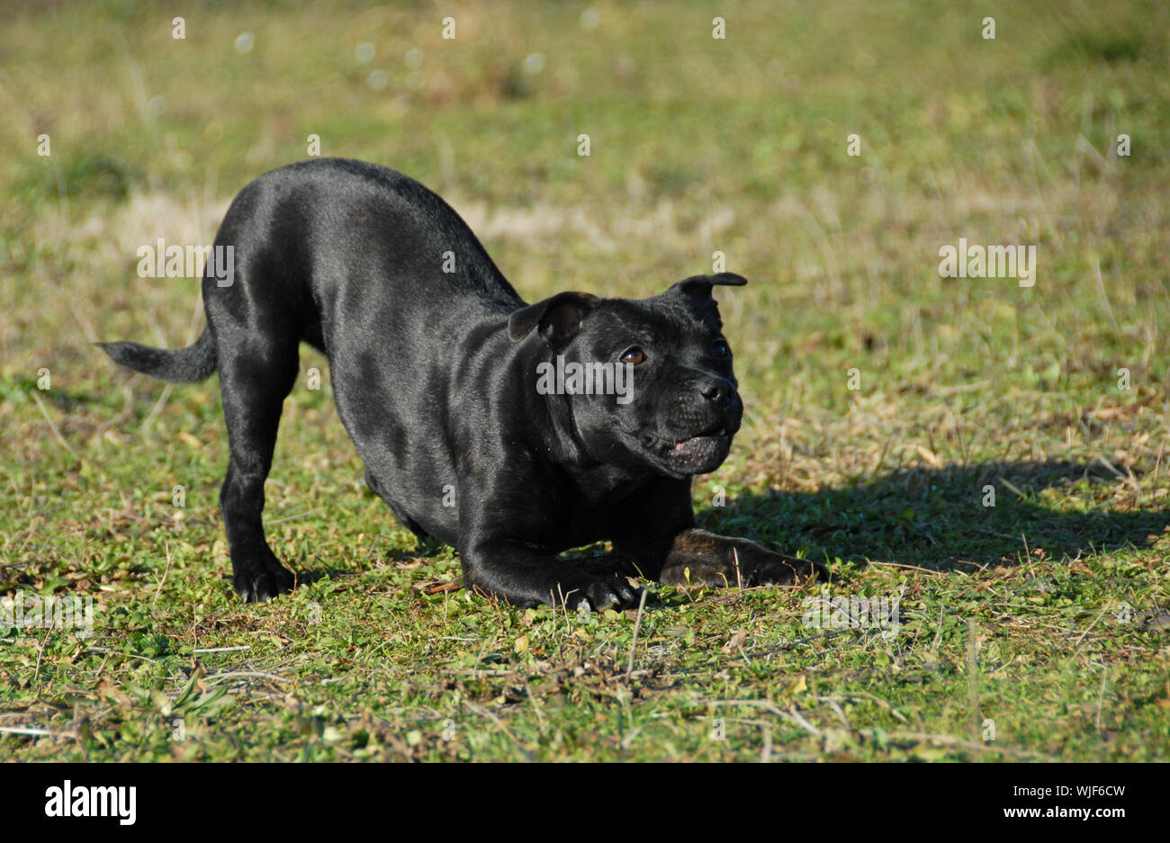 Reinrassige Staffordshire Bull Terrier spielen in einem Feld Stockfoto