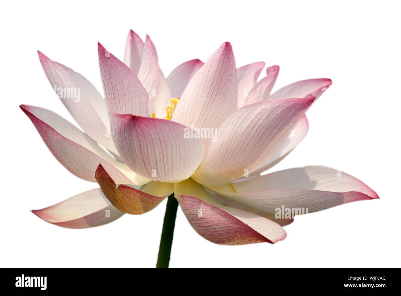Es ist das schöne Lotus Blume Foto. Stockfoto