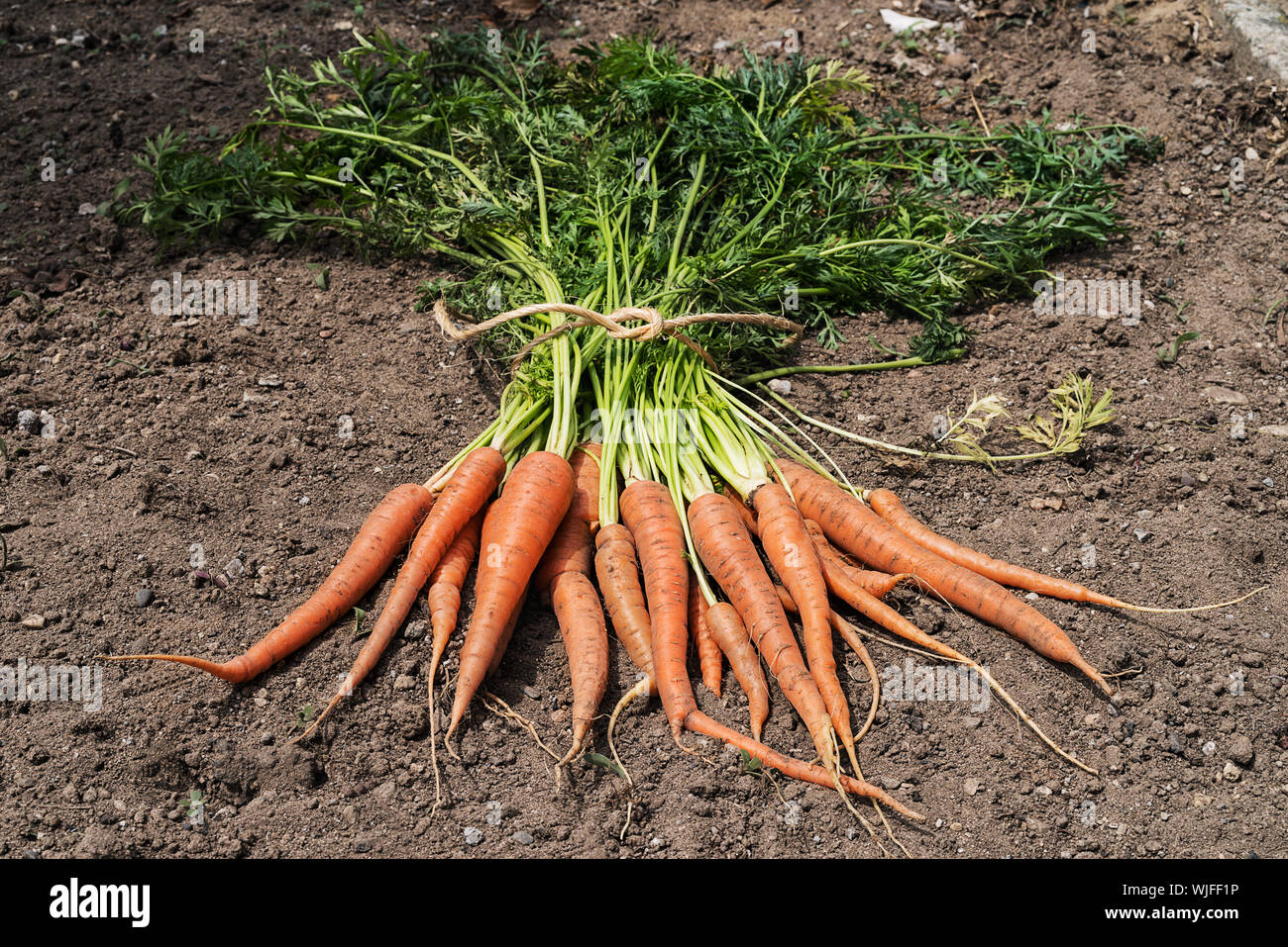 Blick von oben auf die ungewaschene und einfach orange Karotten auf einem Boden. Stockfoto