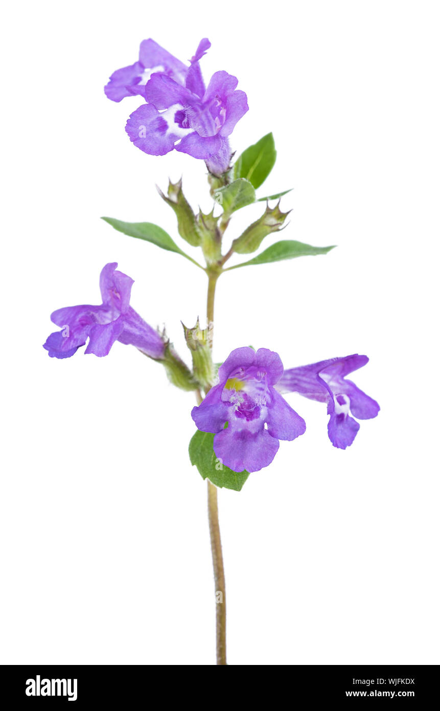 Clinopodium alpinum Blumen isoliert oin weißer Hintergrund Stockfoto