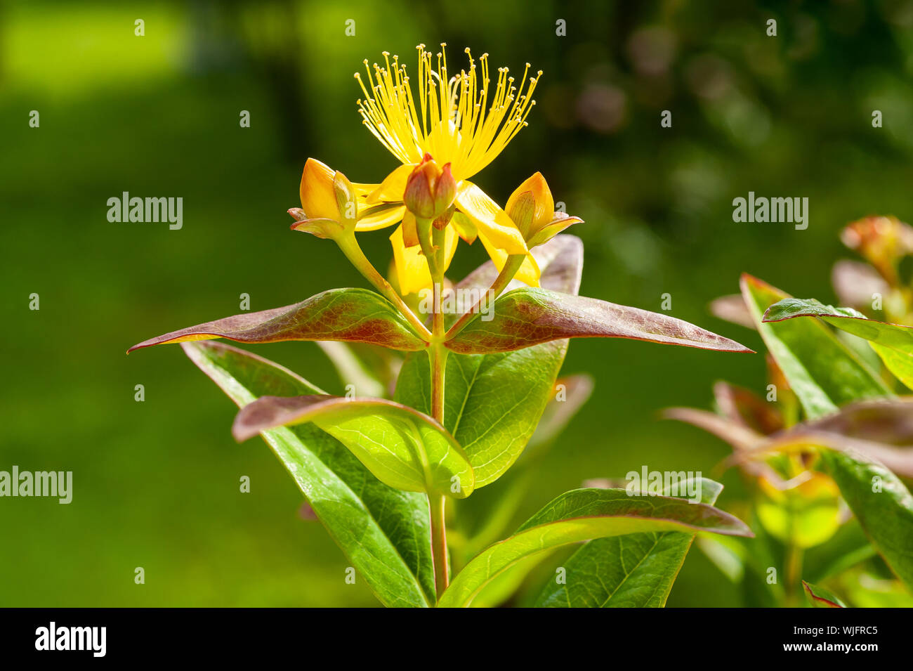 St. John's Johanniskraut (Hypericum) Blumen und Blüten sowie deren Knospen, Stockfoto