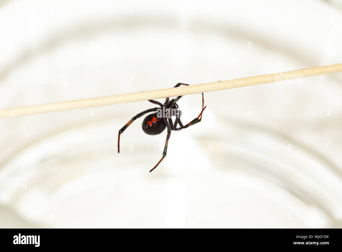 Tödliche weibliche schwarze Witwe Spinne, Latrodectus Mactans, mit roten Sanduhr-Form unter ihrem Bauch. Stockfoto