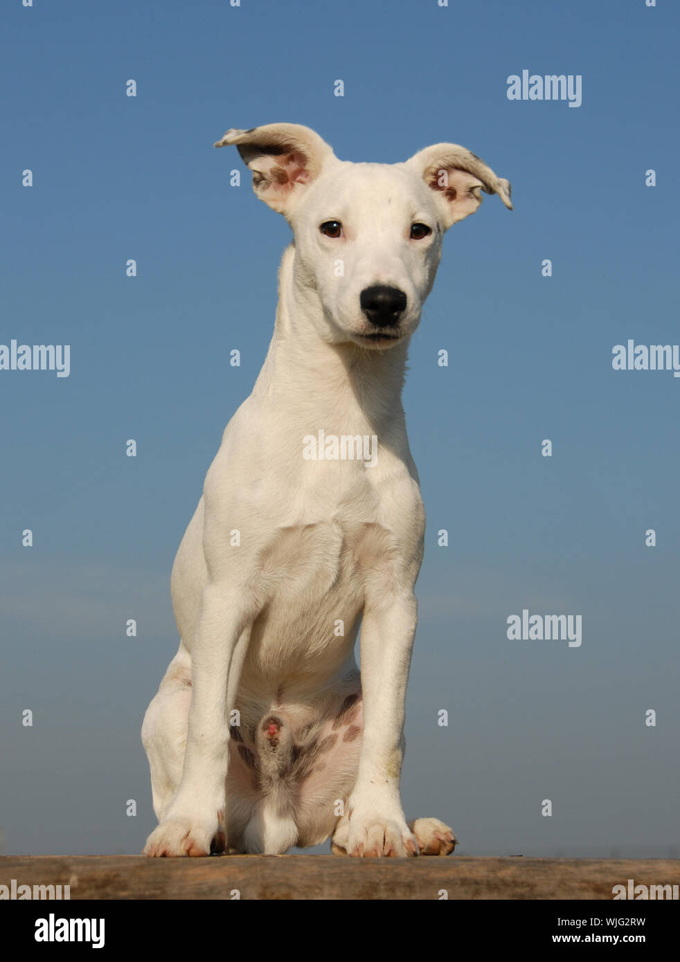 Welpe Jack Russel Terrier Stockfoto