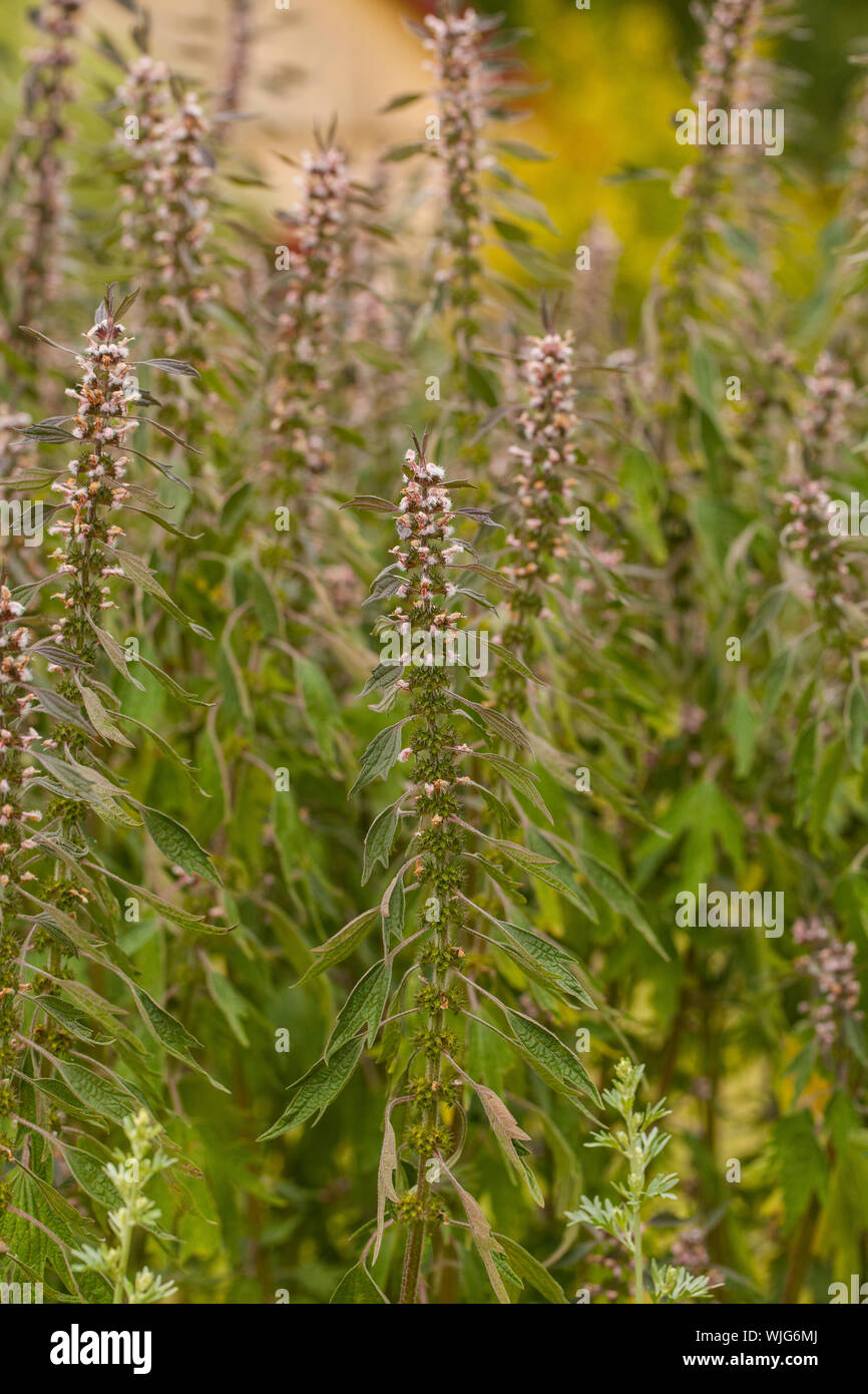 Leonurus cardiaca, bekannt als Motherwort, ist eine krautige Staude Pflanze in den MINT-Familie Lamiaceae. Weitere Namen gehören Werfen - Johanniskraut, Lion's Stockfoto