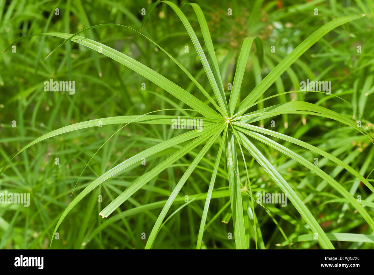 Riesigen tropischen Blatt in Regenwaldstil Umwelt Stockfoto