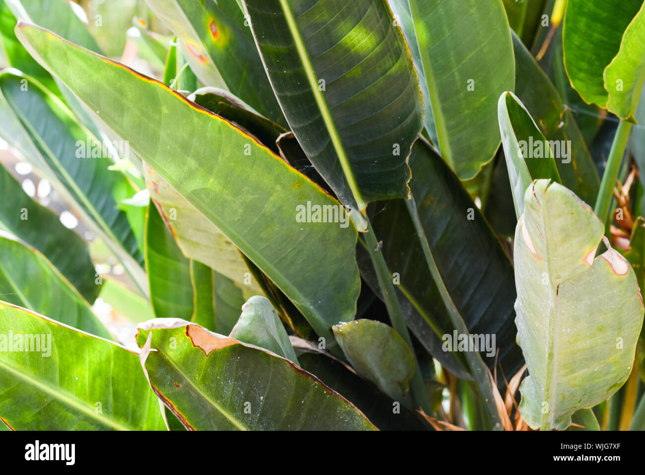 Riesigen tropischen Blatt in Regenwaldstil Umwelt Stockfoto