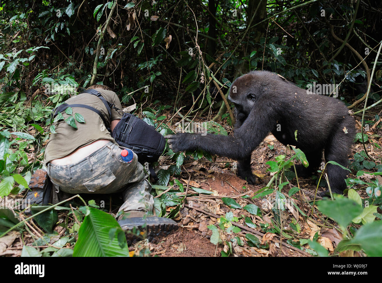 Fotograf Sergey Uryadnikov und Flachlandgorilla. Kongo. Afrika Stockfoto