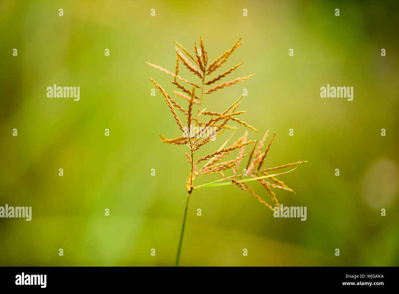 Kleine Gras Blume Stockfoto