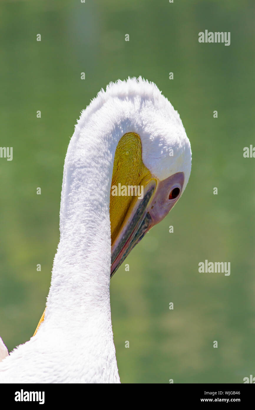Exotische pelican Portrait und Ornithologie Stockfoto