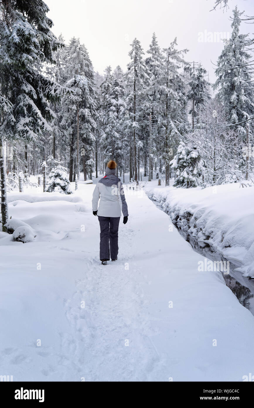 Ansicht der Rückseite eine Frau ist zu Fuß in einer Winter Forest. Nationalparks Harz, Deutschland Stockfoto