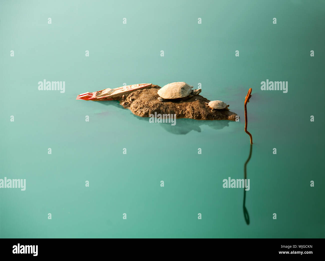 Schiffbruch Schildkröten Stockfoto