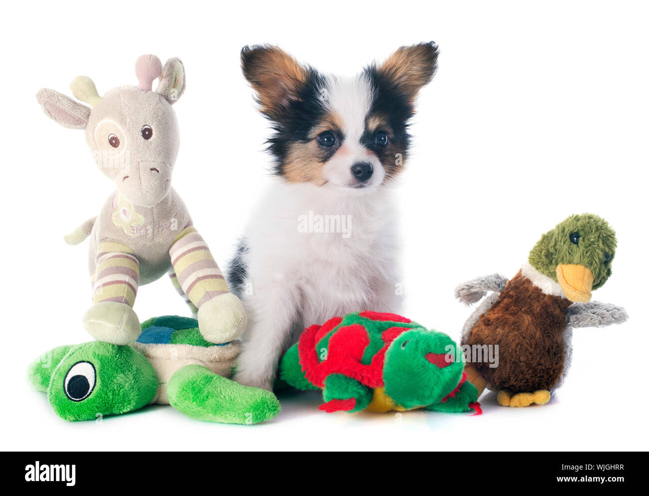 Papillon Welpen vor weißem Hintergrund Stockfoto