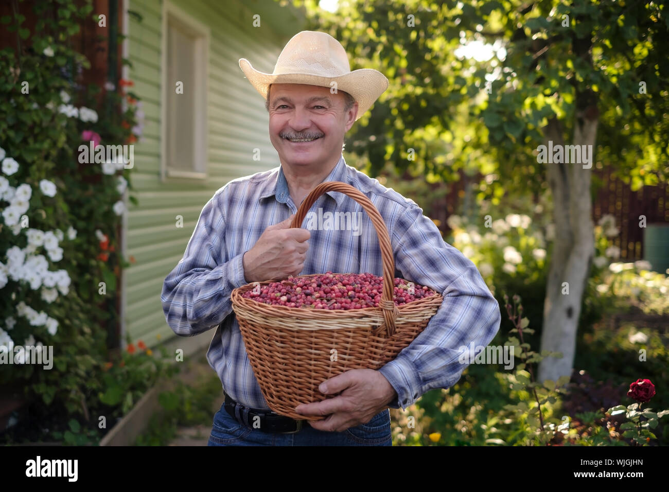 Reifen Hispanic Mann mit großen busket mit Preiselbeeren in seinem Sommergarten Stockfoto