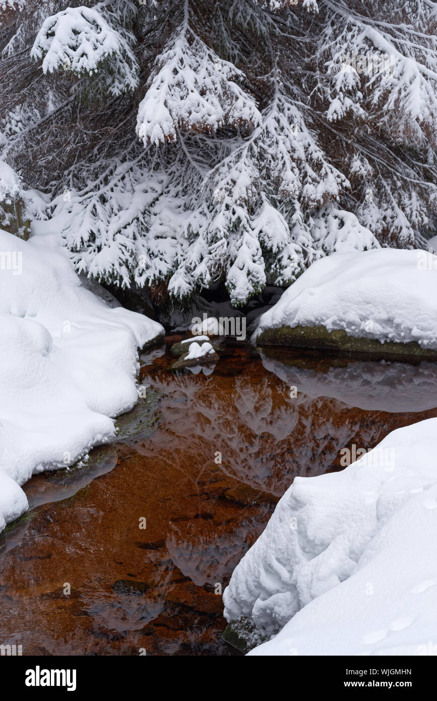 Winter Szene der Kiefer in einem Strom Wasser widerspiegelt. Nationalparks Harz, Deutschland Stockfoto