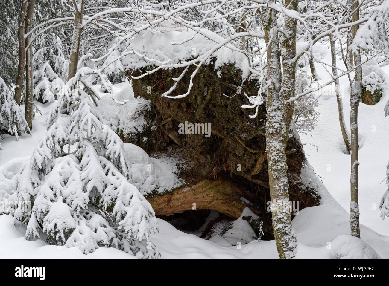 Schnee bedeckt die Wurzeln eines umgekippten Baum in einem Wald. Nationalparks Harz, Deutschland Stockfoto
