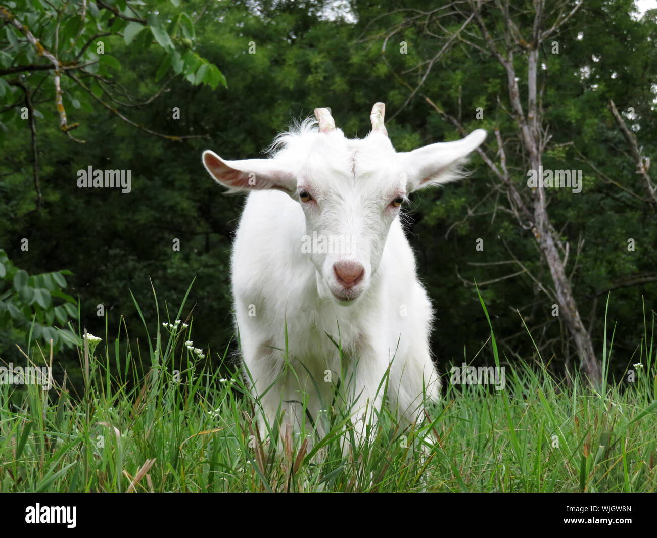 Kleine weiße Ziege essen Gras im Sommer grüne Wiese mit Wildblumen. Schönes baby Ziege auf einer Weide, ländliche Landschaft Stockfoto