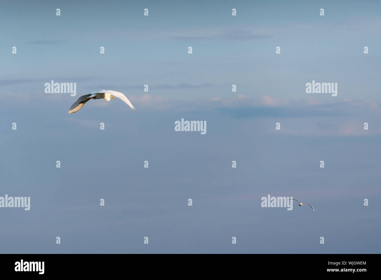 Vögel, Tuzly Lagunen Nationalpark, im Süden der Ukraine Stockfoto