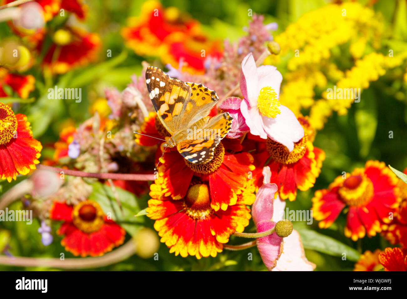 Wunderschön bemalte Lady (Venessa cardui) Schmetterling Fütterung auf sehr bunte Blumen, gesehen von oben. England Großbritannien Stockfoto