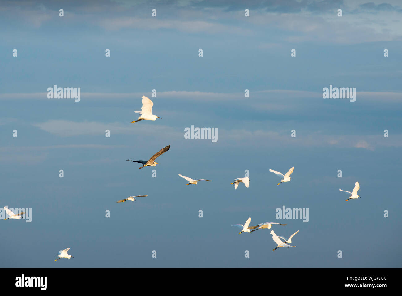 Vögel, Tuzly Lagunen Nationalpark, im Süden der Ukraine Stockfoto