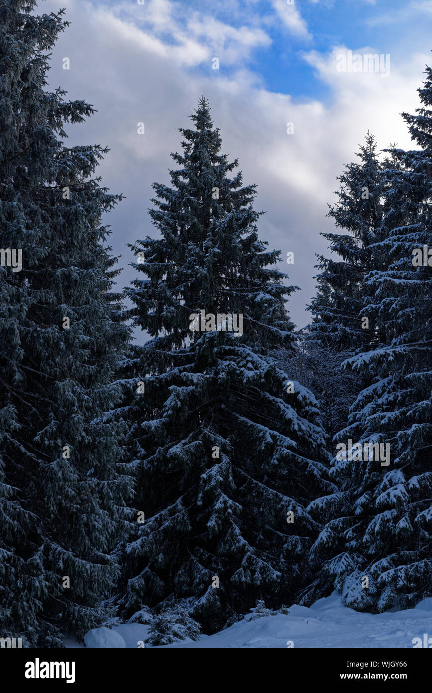 Gruppe von Pinien in einem Winter Forest gegen bewölkten Himmel. Torfhaus Resort in Nationalparks Harz, Deutschland Stockfoto