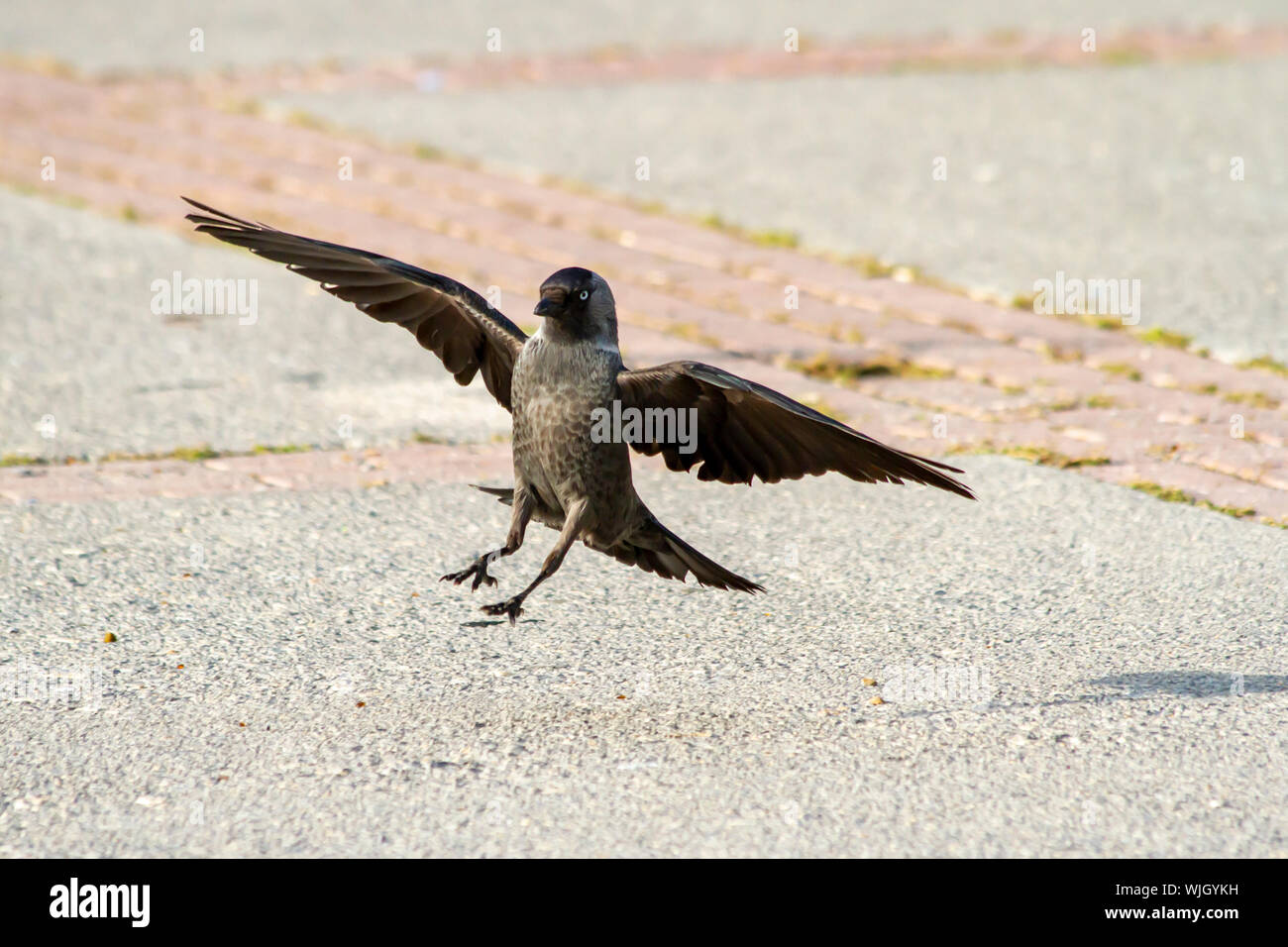 Vogel - flying Crow, auf der Suche nach etwas zu Essen. Stockfoto