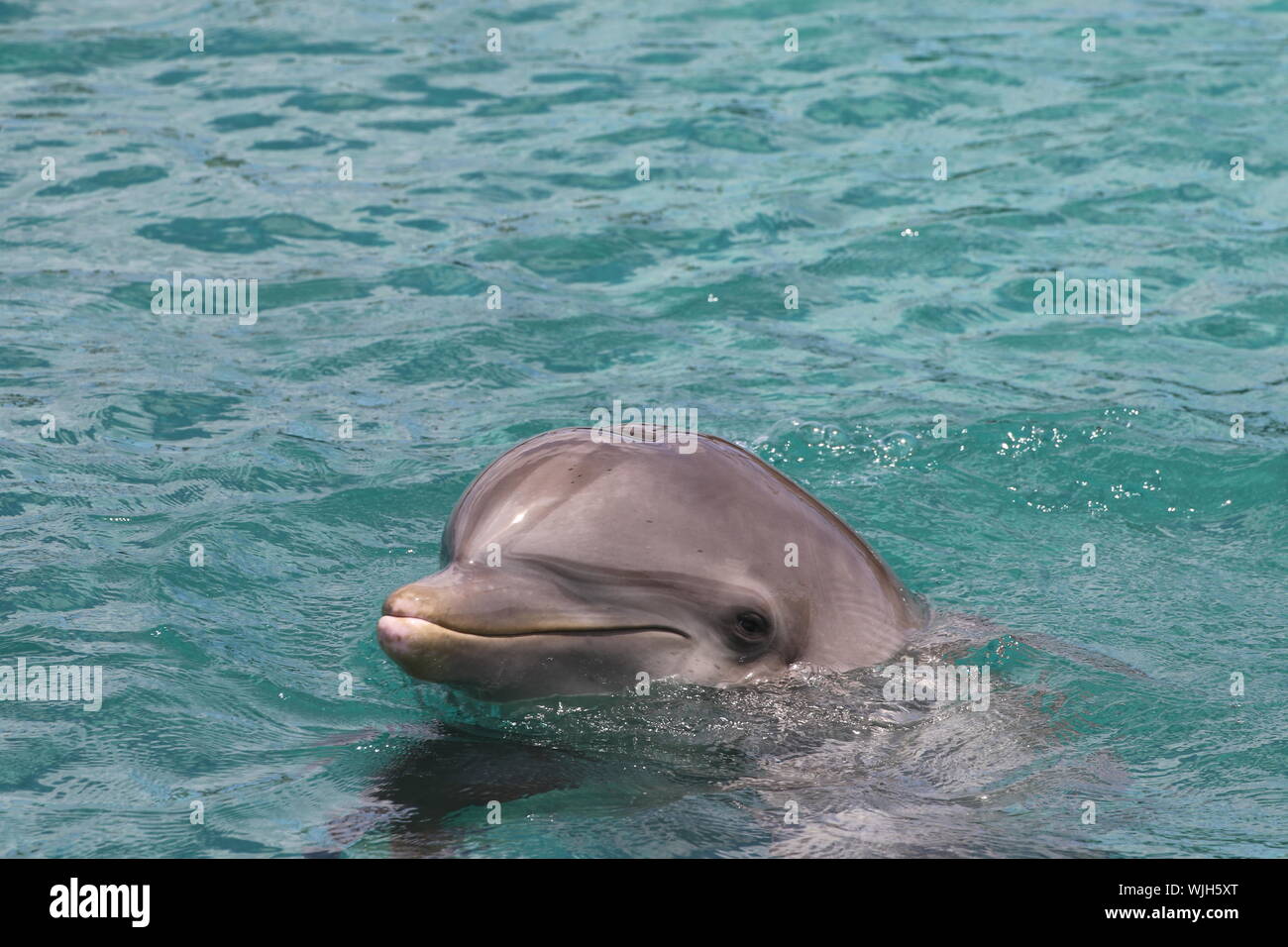 Susse Delphin Schwimmen Stockfotografie Alamy