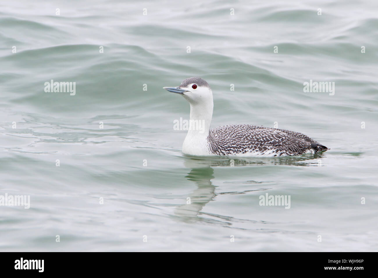 Red-throated Eistaucher (Gavia stellata) Schwimmen bei Barnegat Jetty, New Jersey Stockfoto