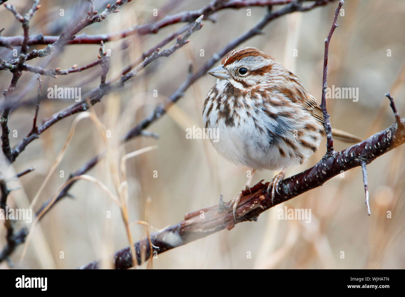 Song sparrow (Melospiza melodia) auf Zweig an der Jones Beach State Park, New York Stockfoto