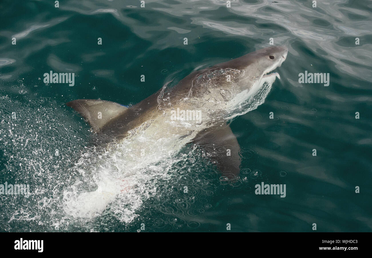 Weißer Hai (Carcharodon carcharias) im Wasser mit Sonnenlicht Strahlen Stockfoto