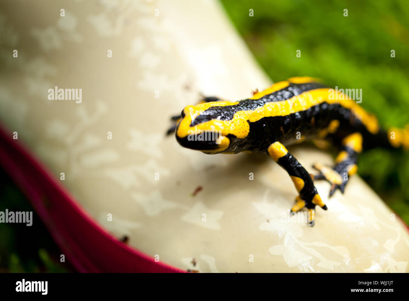 Feuer Salamander Salamandra Closeup im Wald outdoor Stockfoto