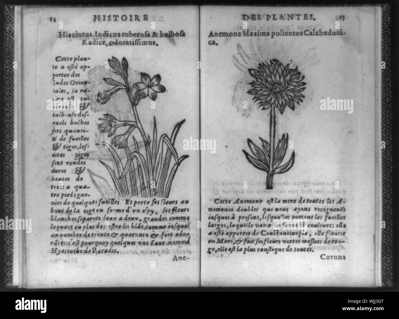 Hiacinthus indicus tuberosa & bulbosa Radice, odoratissimus; Anemone maxima polientos calchedoni Stockfoto