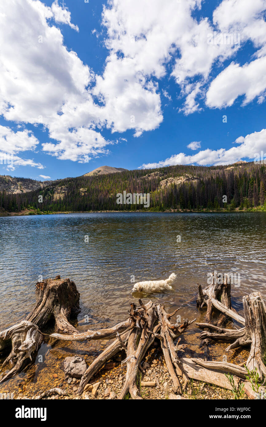 Platin farbige Golden Retriever Hund schwimmen in Boss See; Höhe 10,880 Fuß; in der Nähe der Wasserscheide; Rocky Mountains; Colorado; USA Stockfoto
