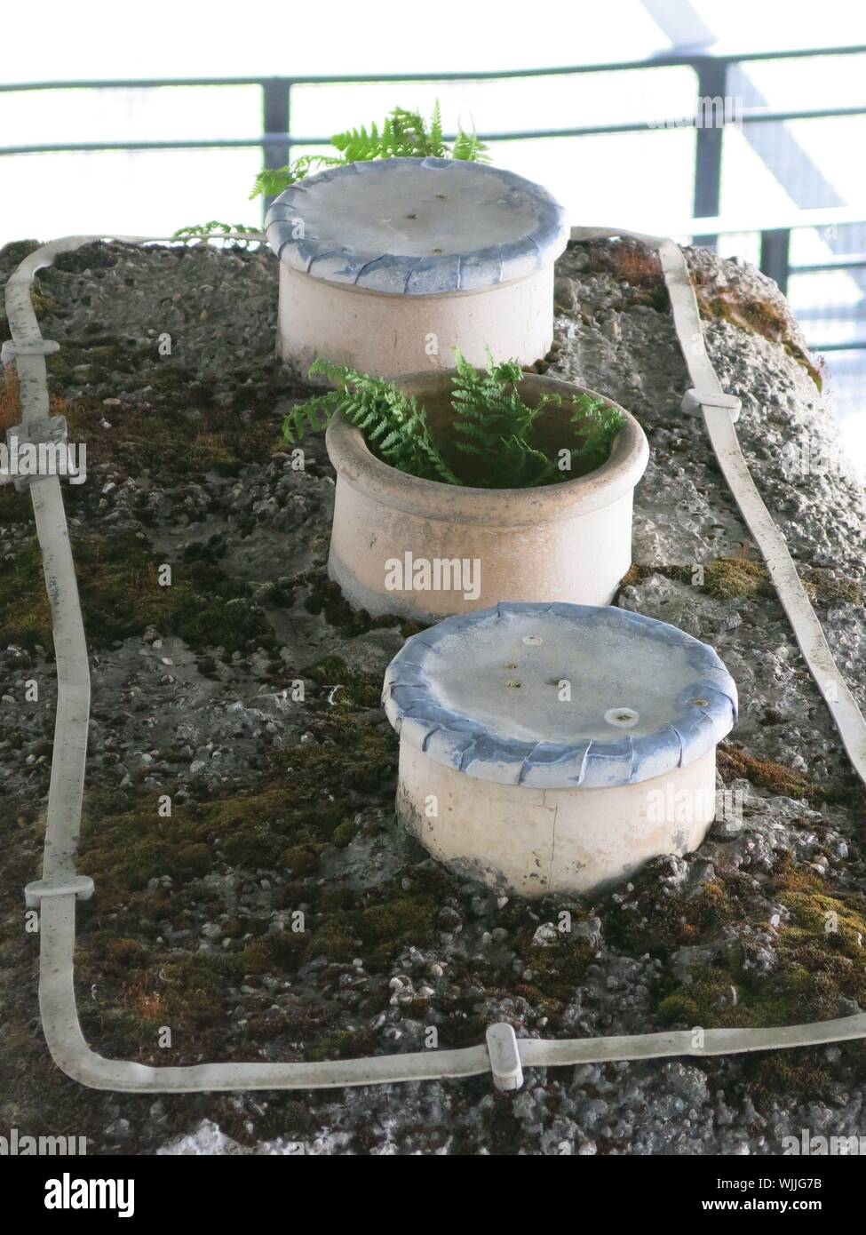 Farne wachsen in drei Schornstein - Töpfe auf dem Dach des Hill House, die derzeit Gerüst für eine große NTS Restaurierung Projekt hat. Stockfoto