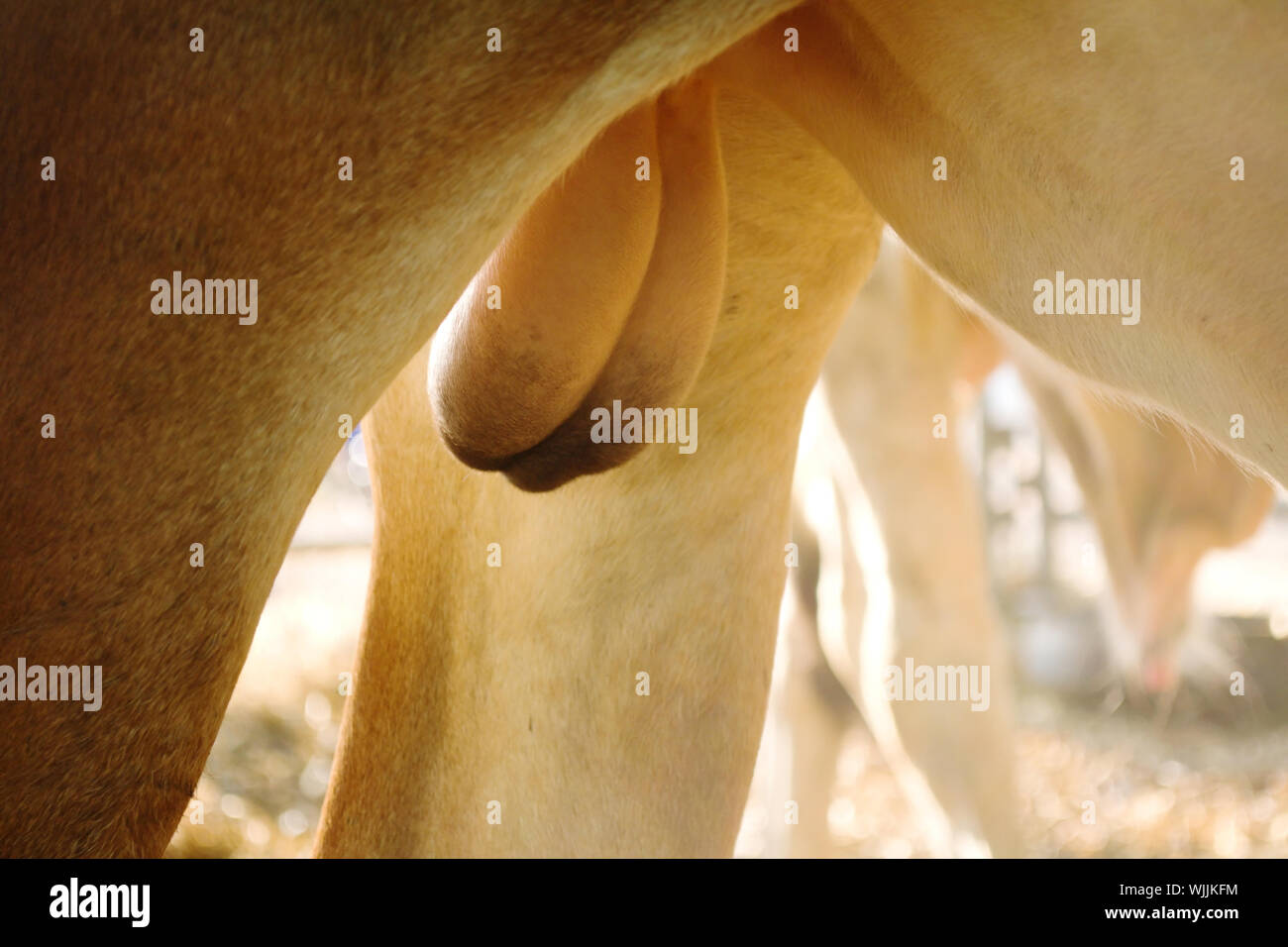 Hoden Stockfotos und bilder Kaufen Alamy