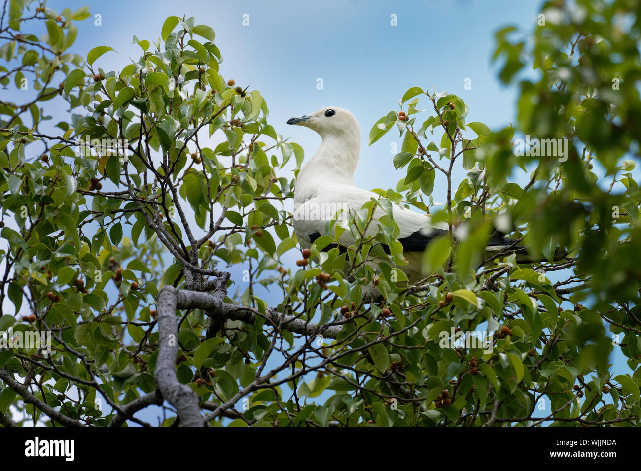 Pied Imperial-Pigeon - Ducula bicolor ist groß, pied Taube, in Wald, Waldfläche, Mangroven, Plantagen und Gestrüpp in Südostasien gefunden, von Myanma Stockfoto