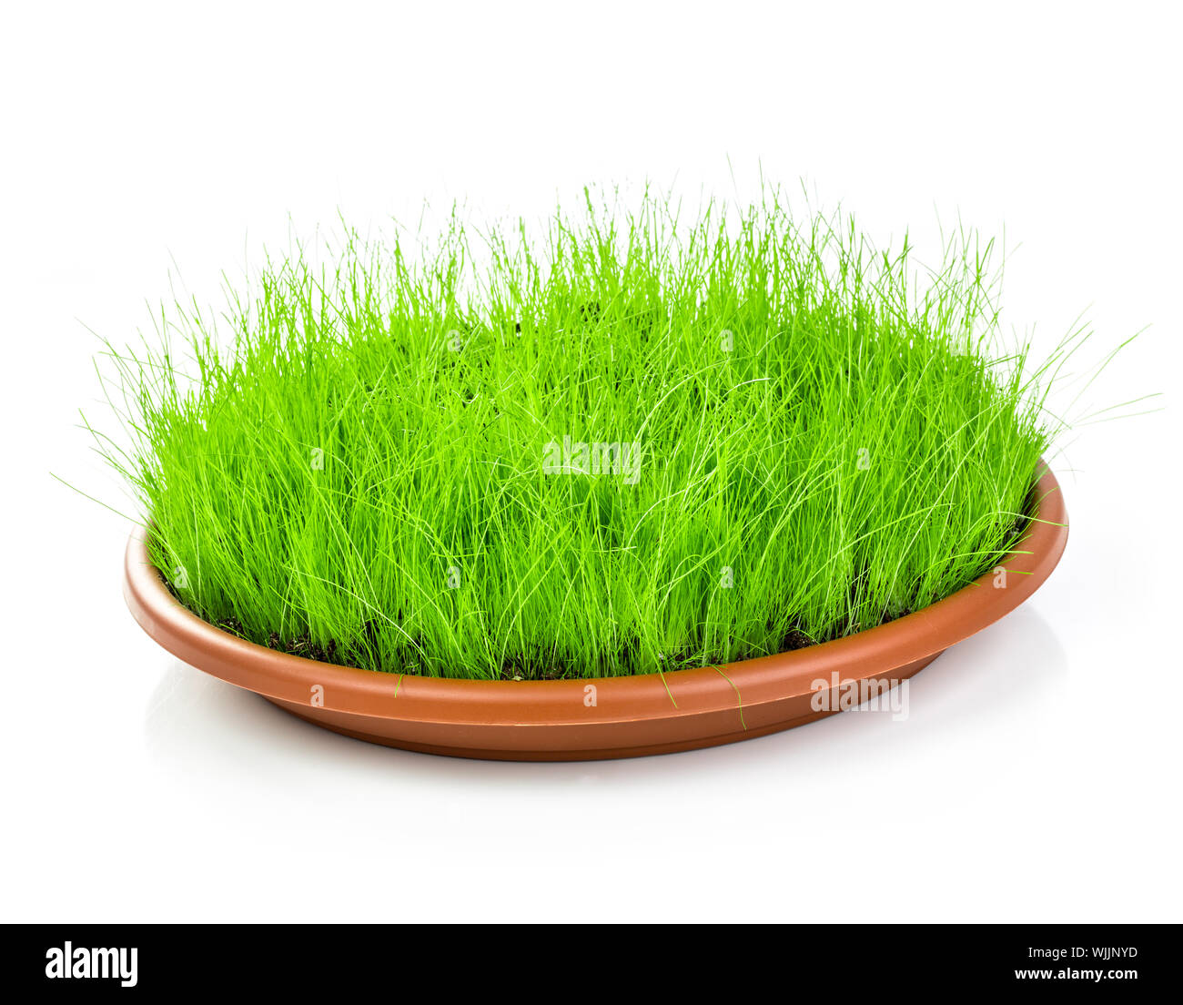 Frühling grünen Rasen isoliert auf weißem Hintergrund Stockfoto
