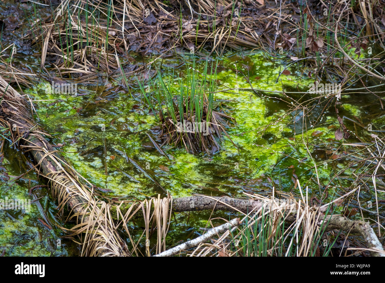 Wanderung durch das ibmer Moor, Oberösterreich Stockfoto