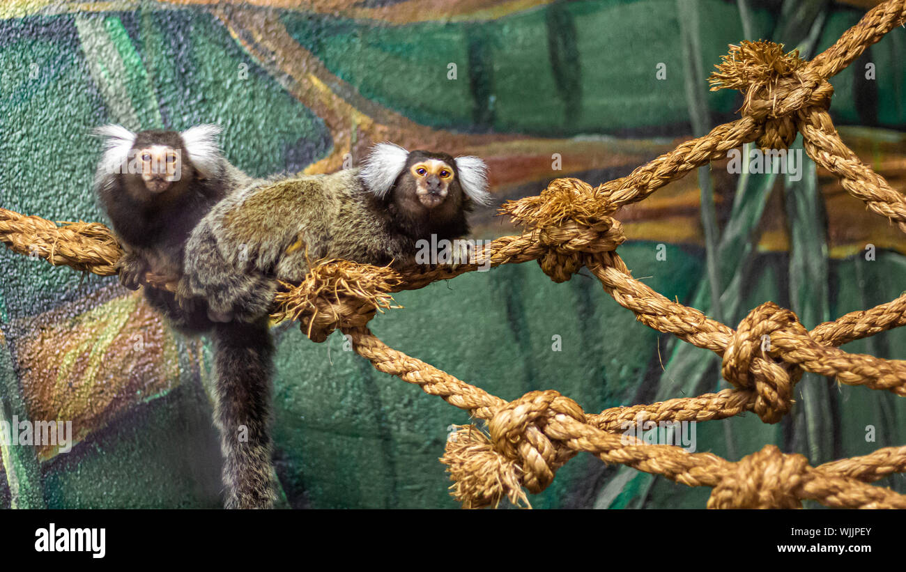 Zwei Common marmosets, Neuweltaffen in Brasilien, sitzen auf einem Seil in ihrer Heimat in einem Zoo. Stockfoto