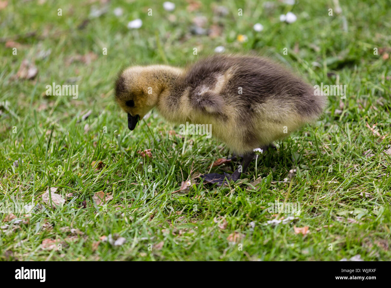 Close-up Baby Vogel auf Gras Stockfoto